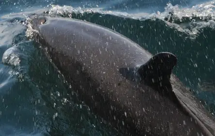Wild Dolphins Tour & Snorkeling