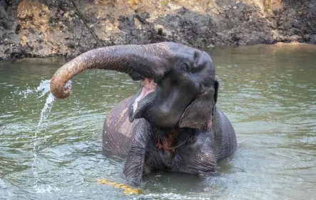 Experiência com elefantes em Koh Samui