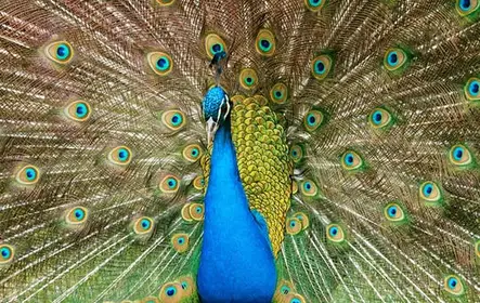 Visita al zoológico de Pafos