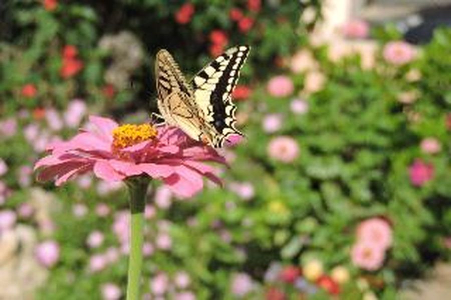 photo-2