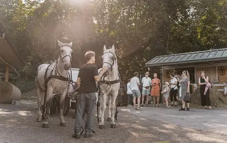 Secretos del Fiaker vienés y paseo en carruaje por Viena