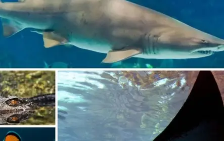 Acuario de Estambul con transporte de regreso desde el centro de Estambul